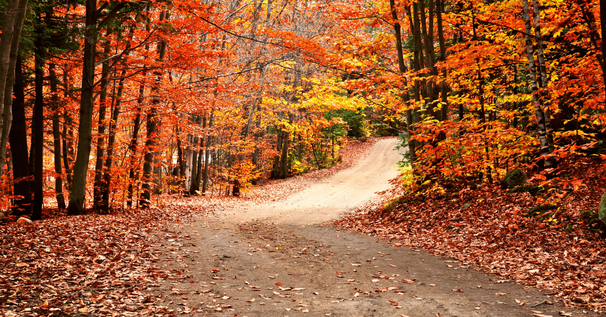 Favorite Fall Activities graphic